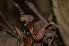 Aristolochia maxima