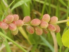 Melilotus segetalis