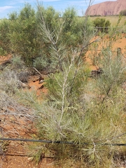 Grevillea eriostachya
