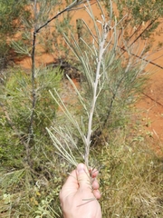 Grevillea eriostachya