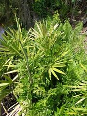 Cicuta mexicana