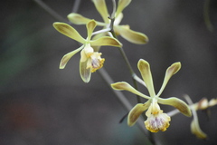 Encyclia alata