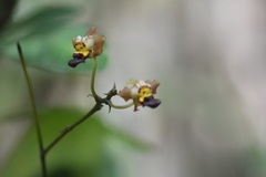 Trichocentrum lindenii