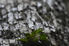 Specklinia