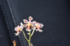 Trichocentrum oerstedii