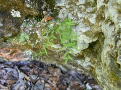 Cryptogramma stelleri