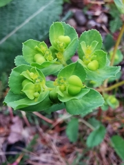 Euphorbia helioscopia
