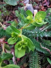 Euphorbia helioscopia