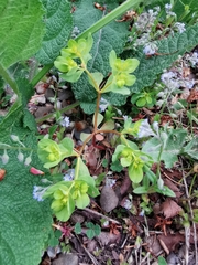 Euphorbia helioscopia