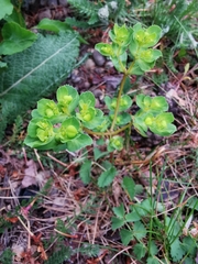 Euphorbia helioscopia