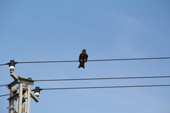 Milvus migrans lineatus