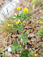 Medicago lupulina