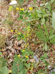 Medicago lupulina
