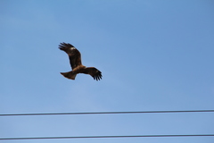 Milvus migrans lineatus