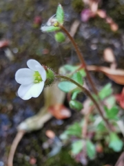 Saxifraga tridactylites