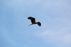 Milvus migrans lineatus