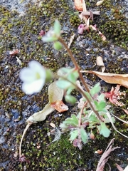 Saxifraga tridactylites