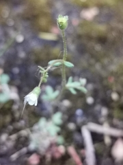 Saxifraga tridactylites