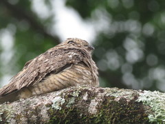 Chordeiles acutipennis
