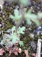 Saxifraga tridactylites