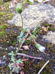 Saxifraga tridactylites