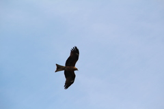 Milvus migrans lineatus