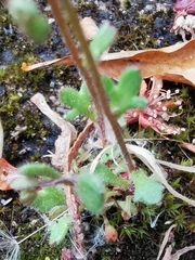 Saxifraga tridactylites