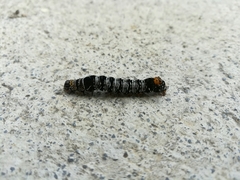 Androloma disparata