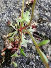 Saxifraga tridactylites