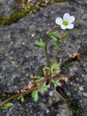 Saxifraga tridactylites