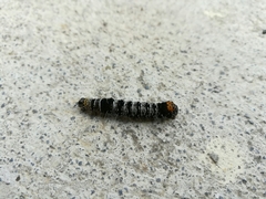 Androloma disparata