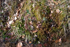 Subsecunda