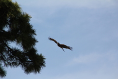 Milvus migrans lineatus