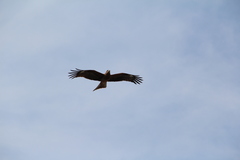 Milvus migrans lineatus