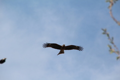 Milvus migrans lineatus