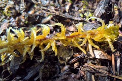 Subsecunda