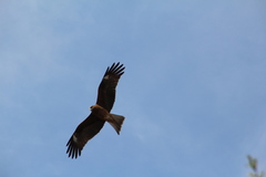 Milvus migrans lineatus