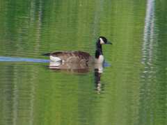 Branta canadensis