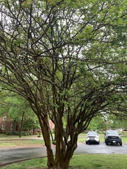 Lagerstroemia indica