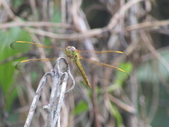 Libellula needhami