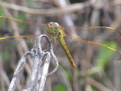 Libellula needhami