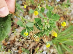 Medicago lupulina