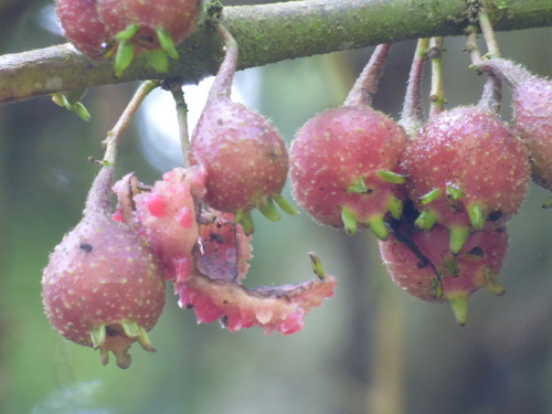 Siparuna aspera (Siparuna aspera)