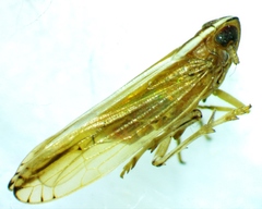Stenocranus dorsalis