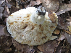 Lactifluus glaucescens