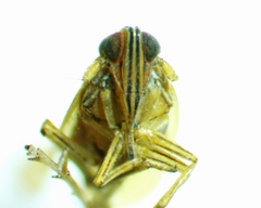 Stenocranus dorsalis