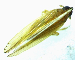 Stenocranus dorsalis