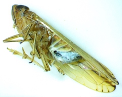 Stenocranus dorsalis