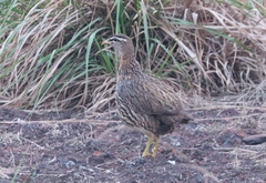 Pternistis bicalcaratus