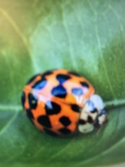 Harmonia axyridis